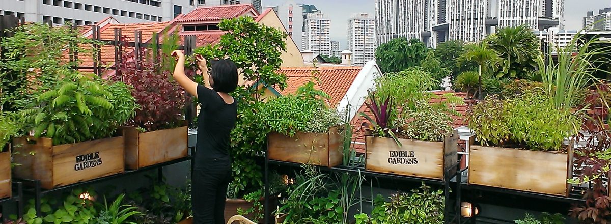 berkebun di atap rumah - bestseller.superbangunjaya.com